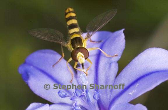syrphid fly 2 graphic